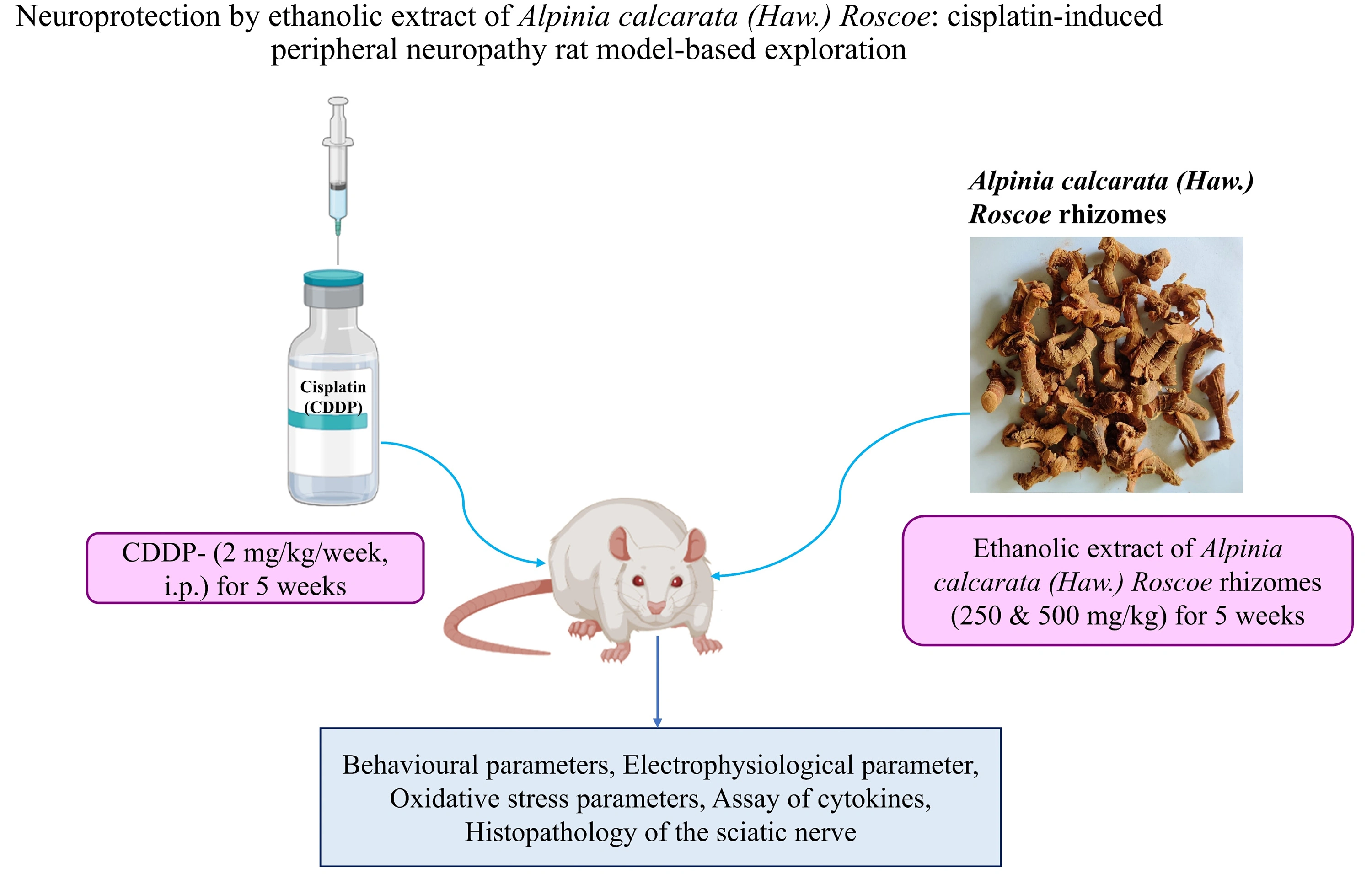 Graphical Abstract