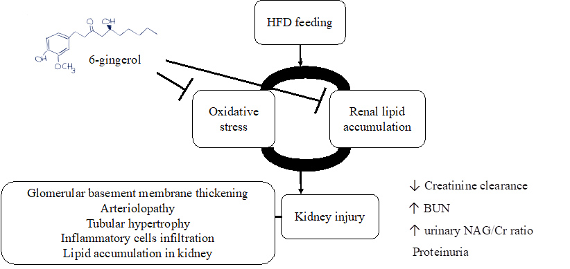 Graphical Abstract