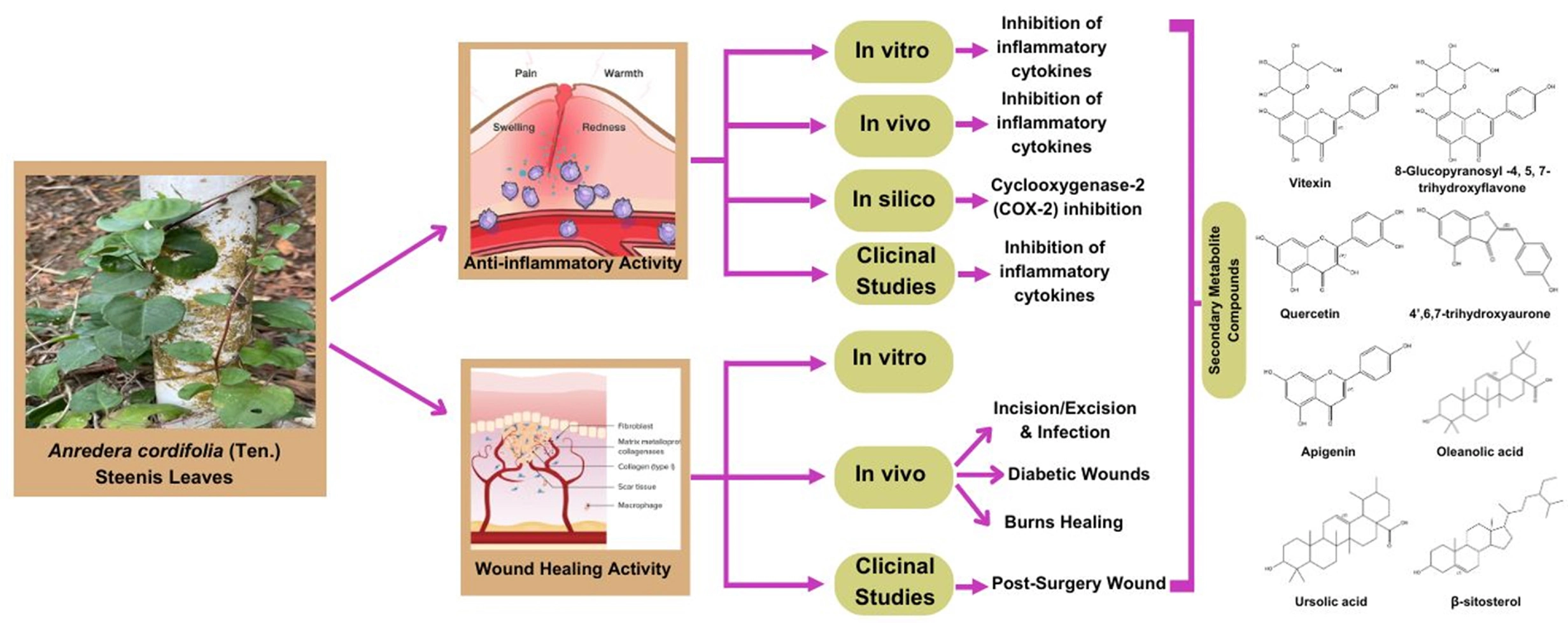 Graphical Abstract