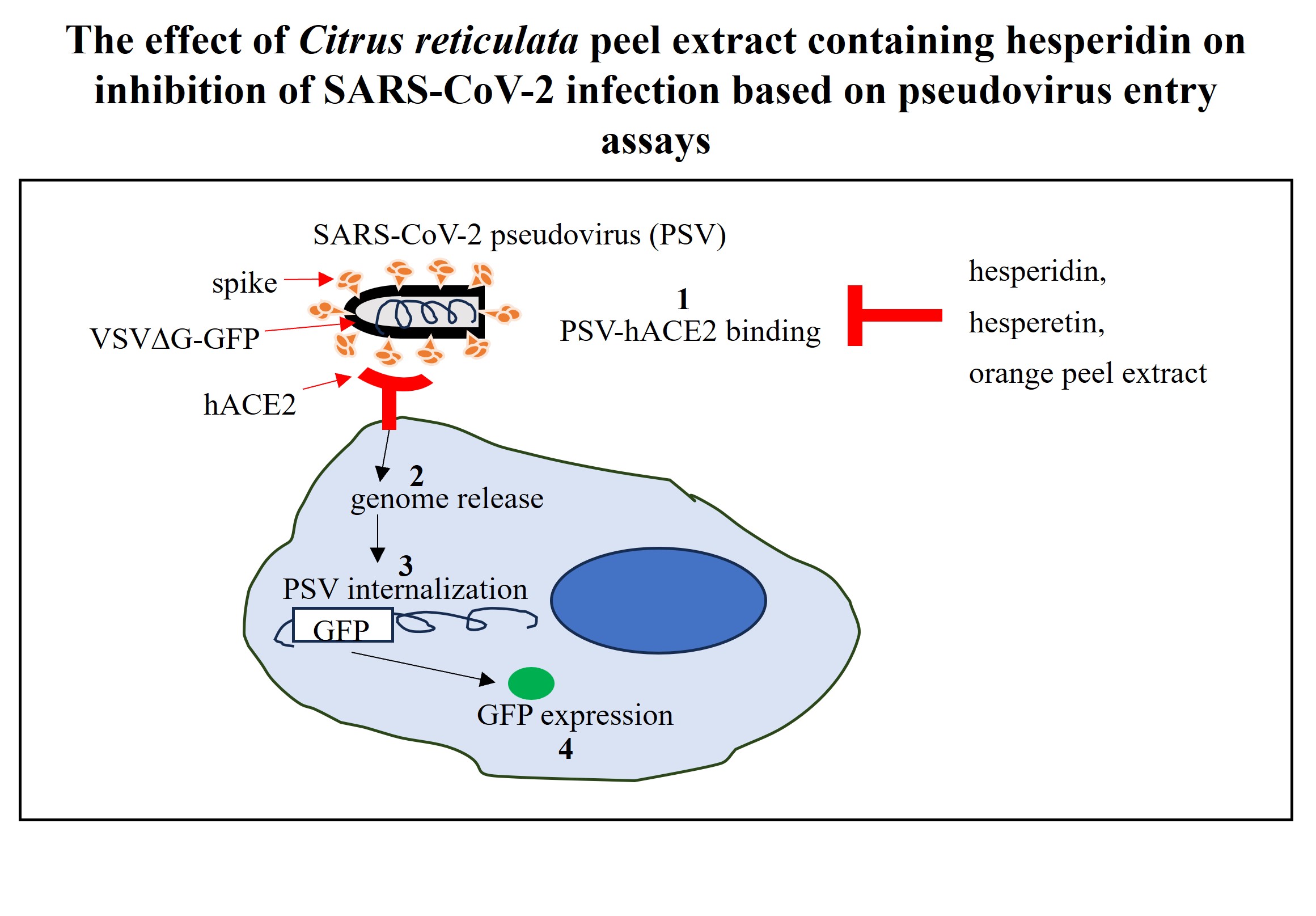 Graphical Abstract