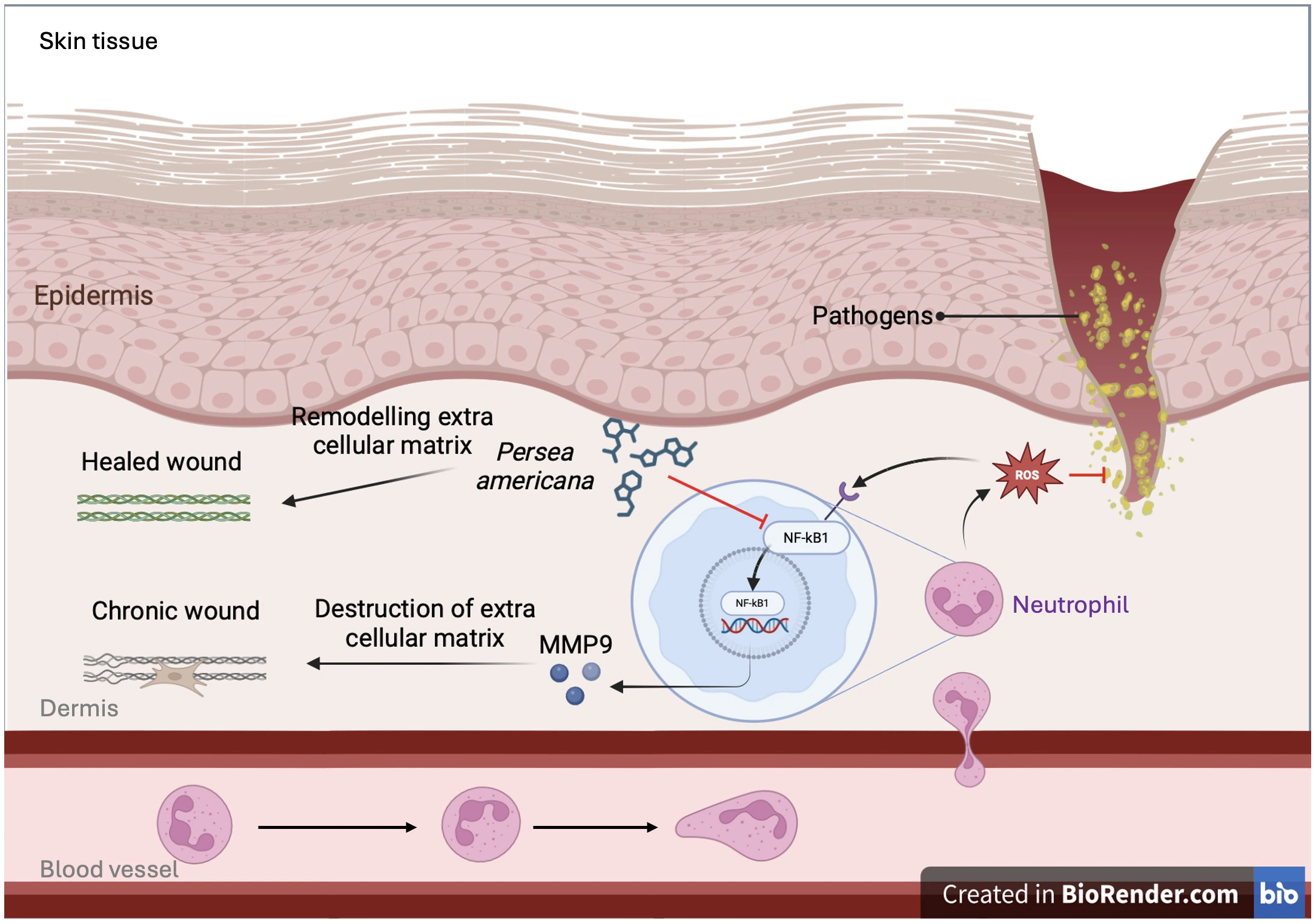 Graphical Abstract