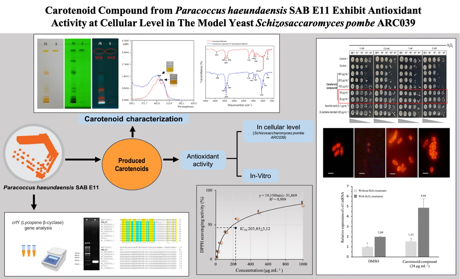 Graphical Abstract