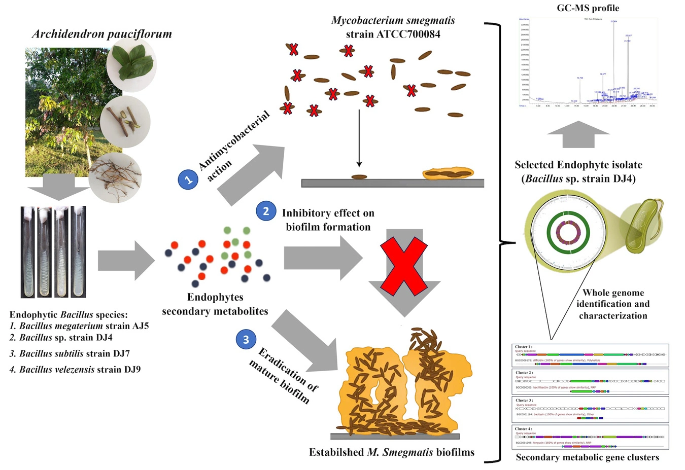 Graphical Abstract
