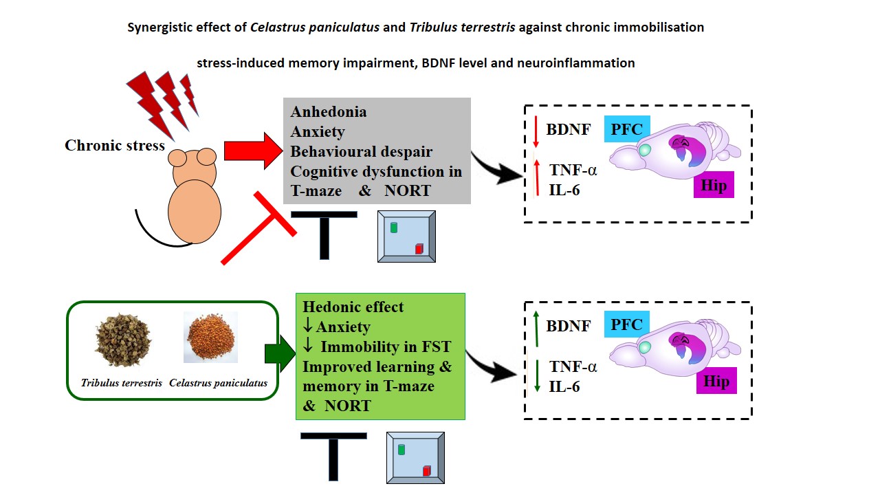 Graphical Abstract