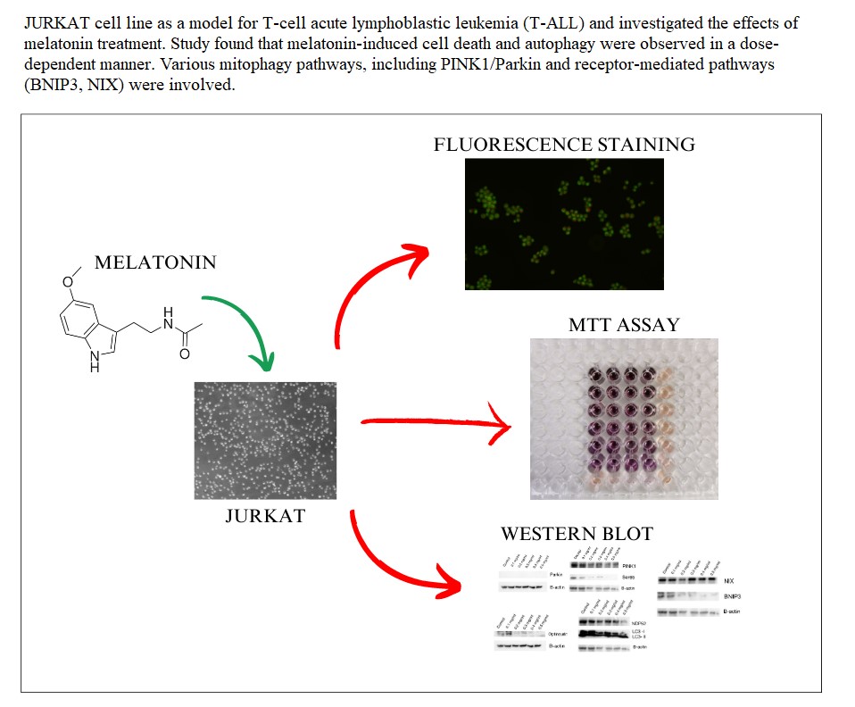 Graphical Abstract