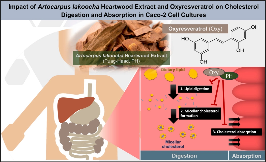 Graphical Abstract