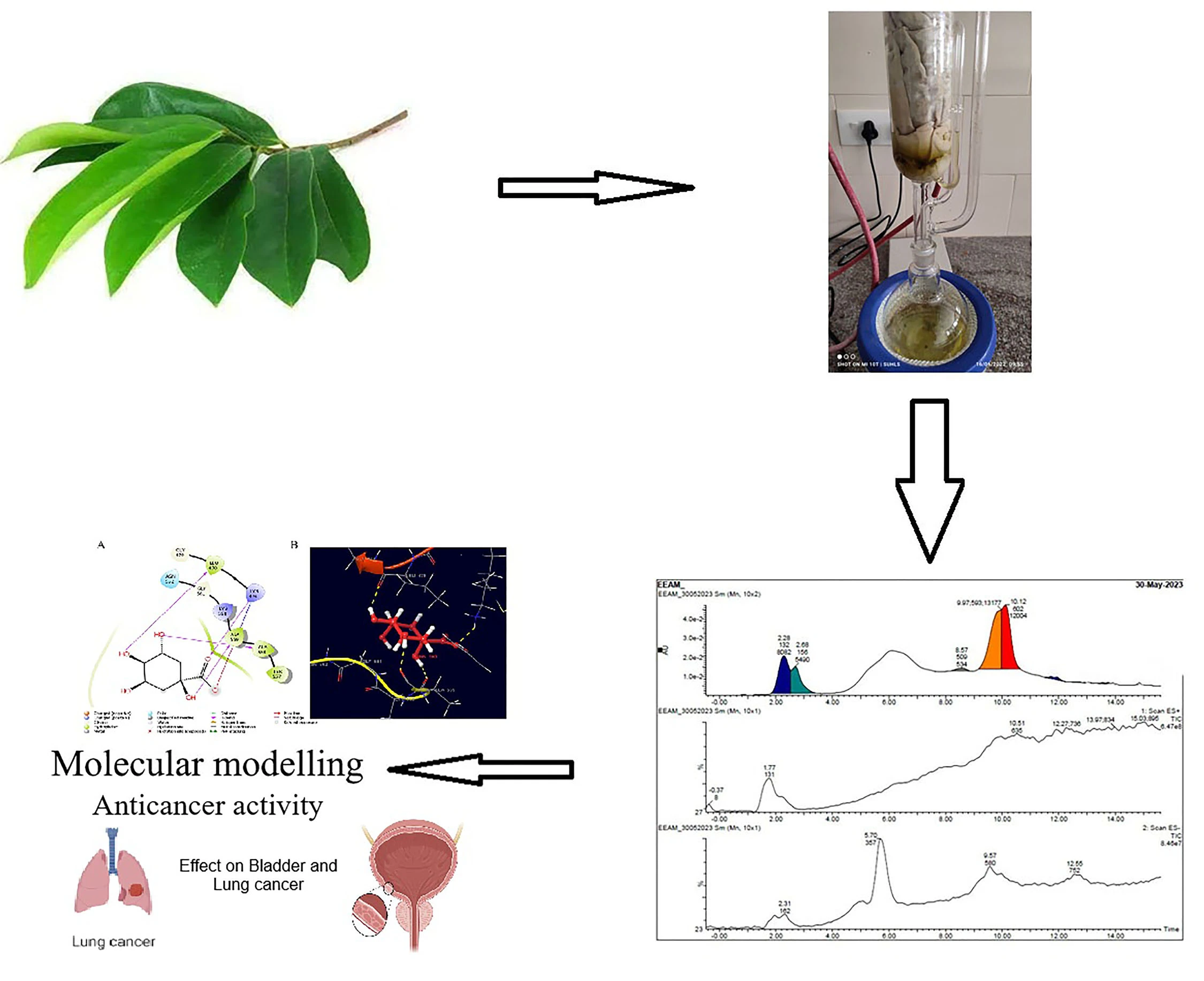 Graphical Abstract
