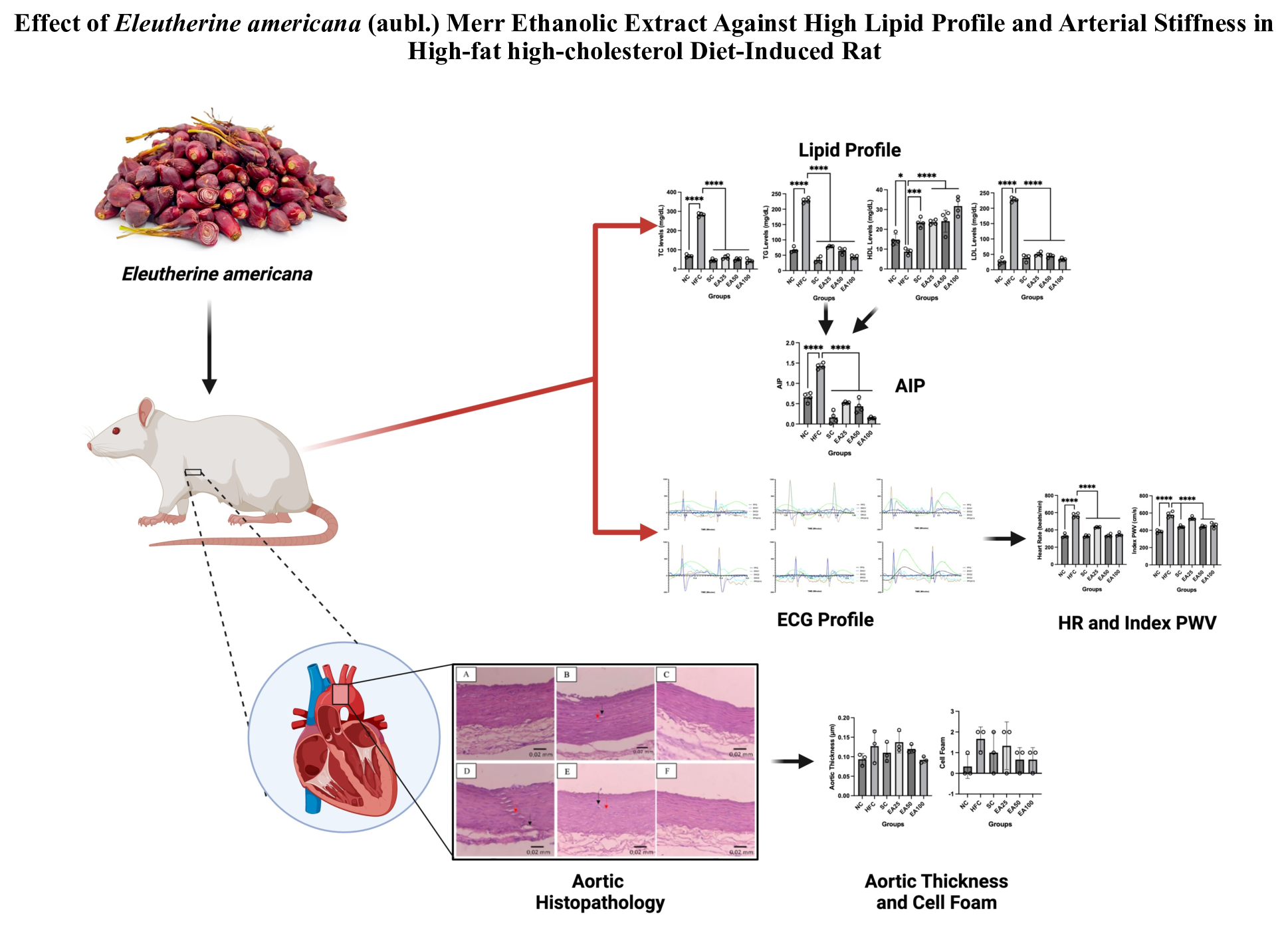 Graphical Abstract