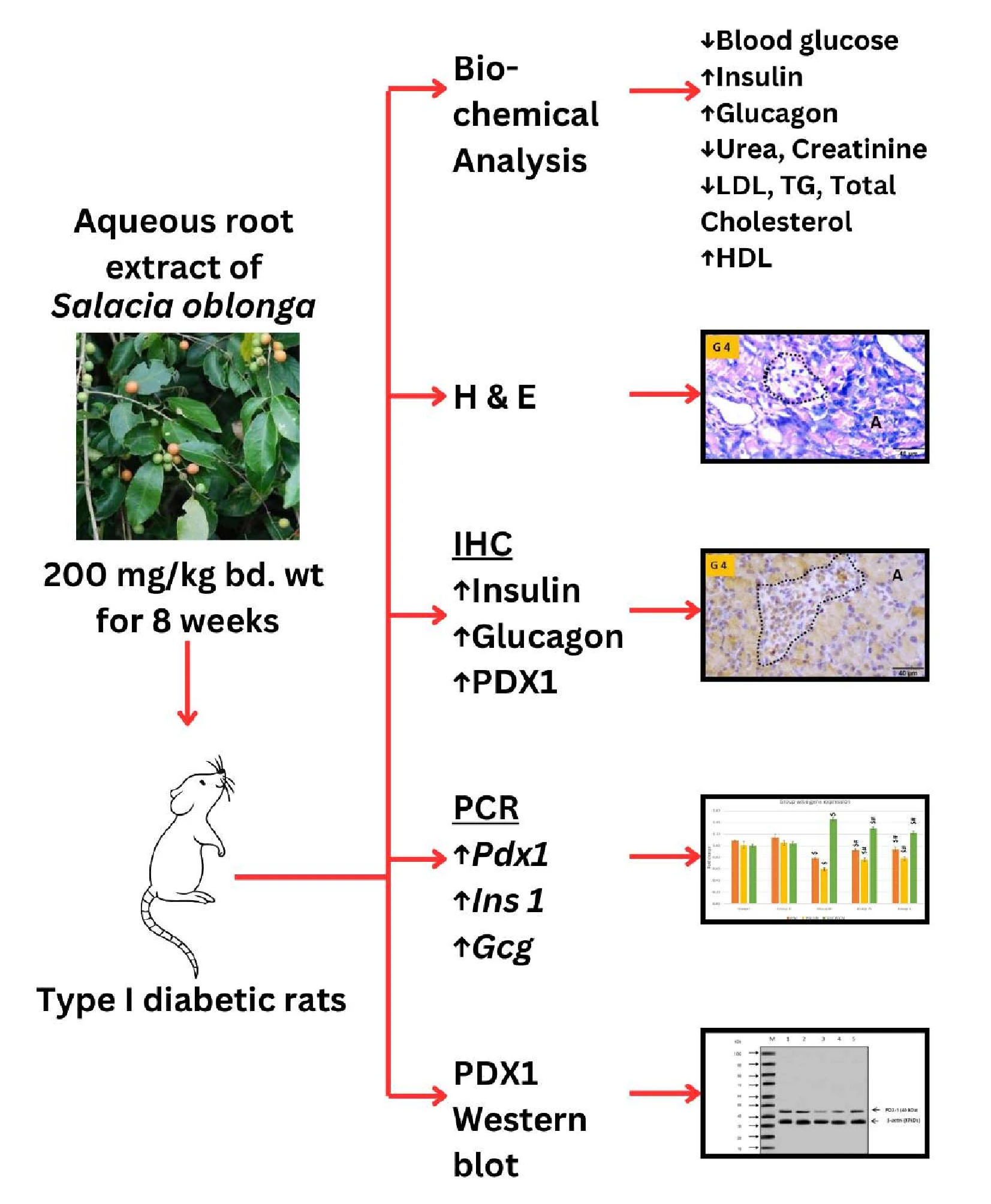 Graphical Abstract