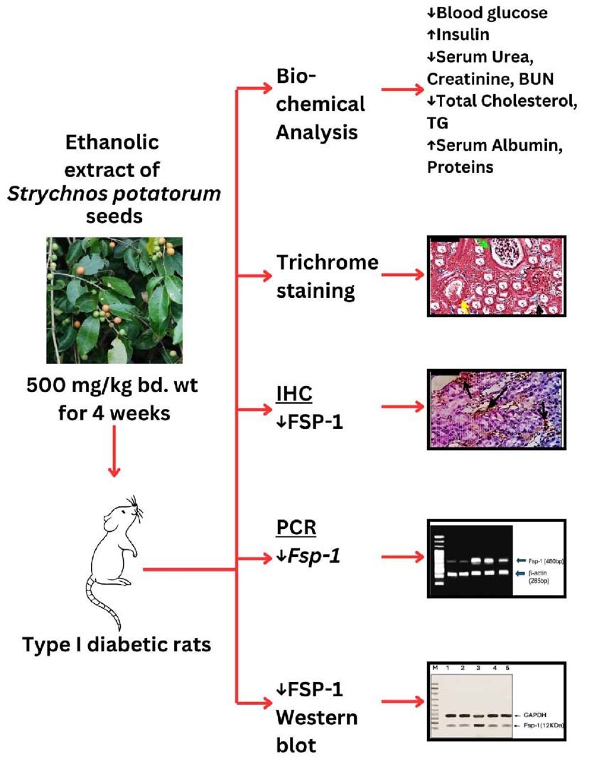 Graphical Abstract