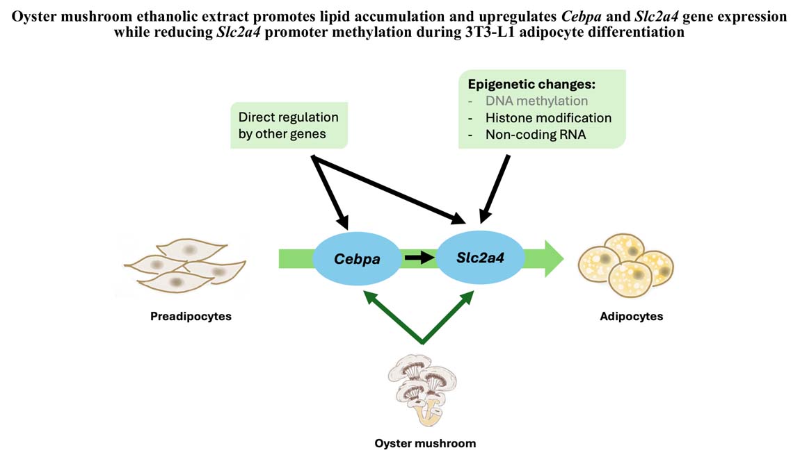 Graphical Abstract