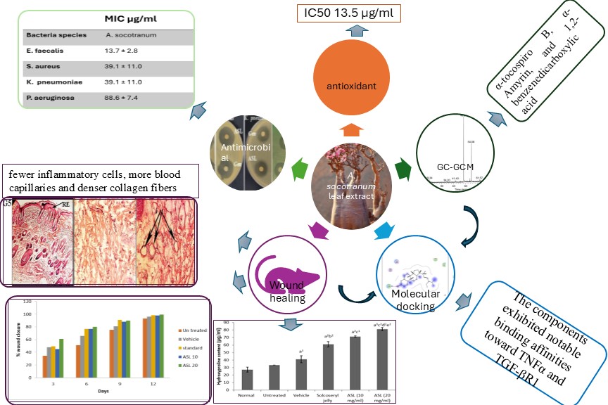 Graphical Abstract