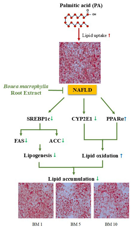 Graphical Abstract